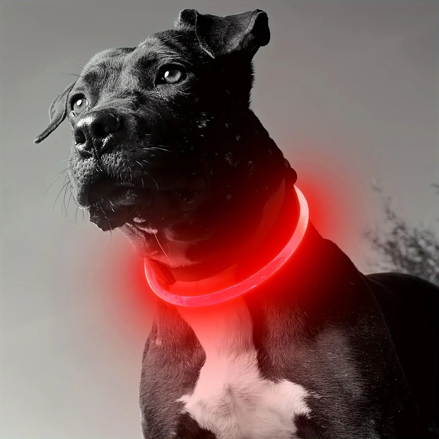 GlowPup™ LED Clip-On Safety Light